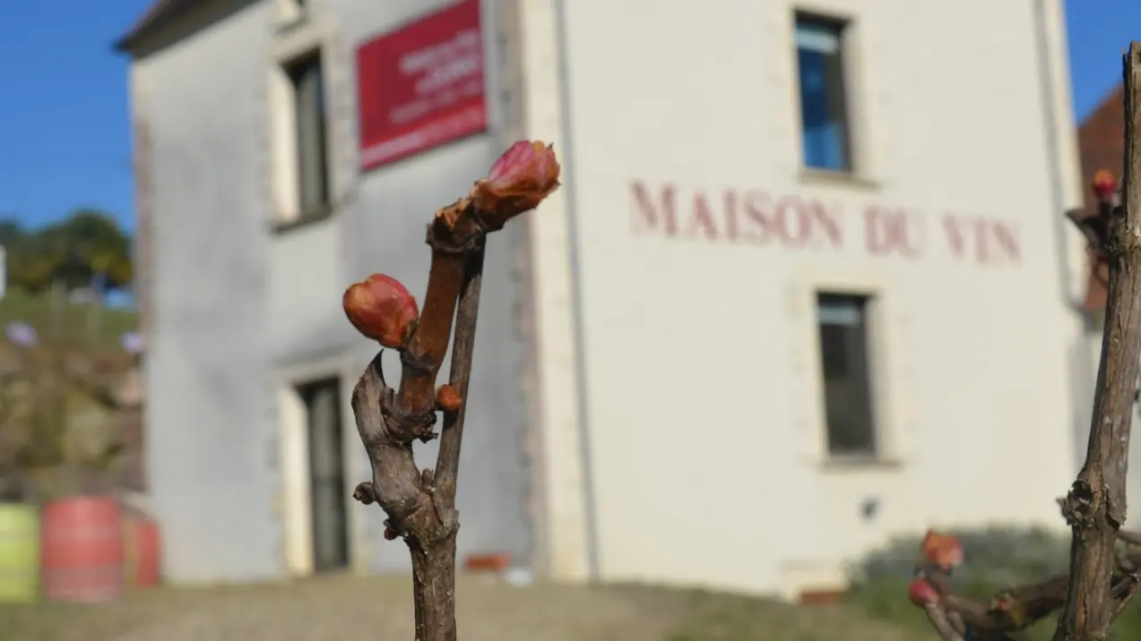 MAISON-DES-VINS-3-2