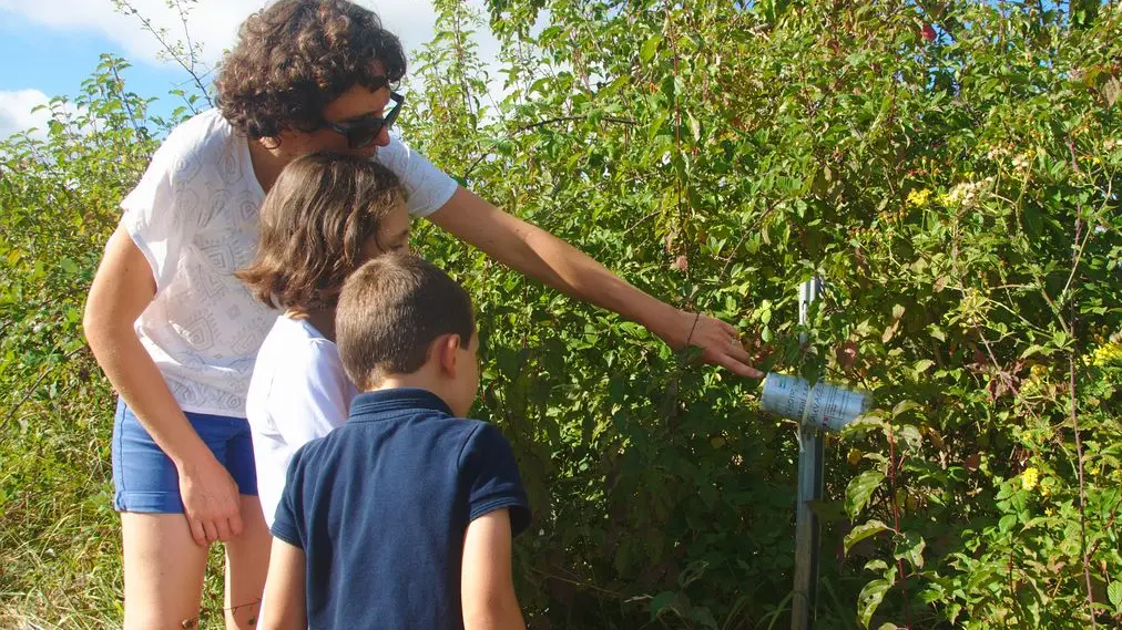 Observation des nichoirs à abeilles