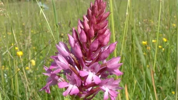 Orchis pyramidale 1