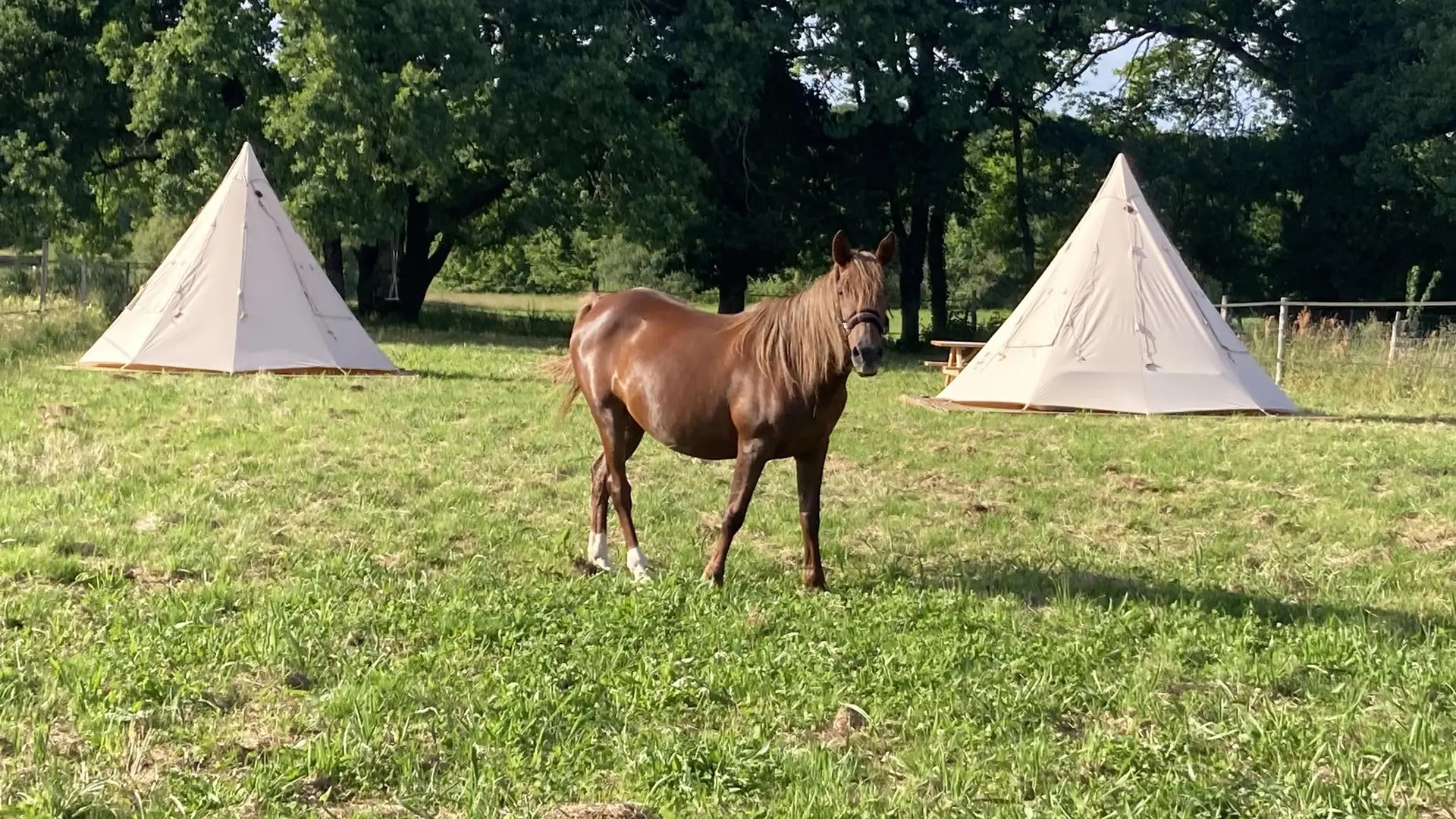 Paddock de Pearl2