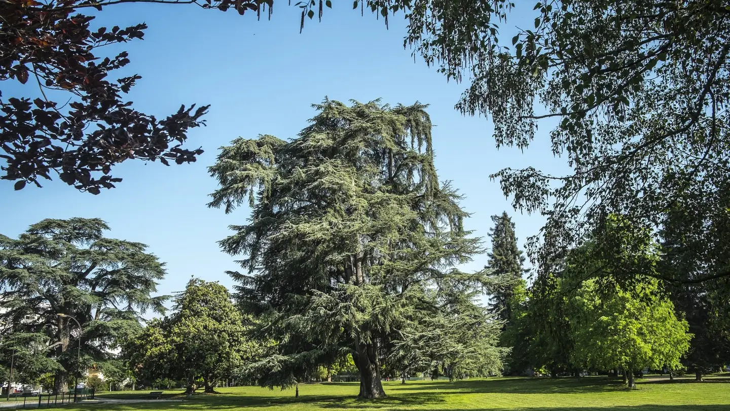 Parc Lawrence - Pau - Cèdre