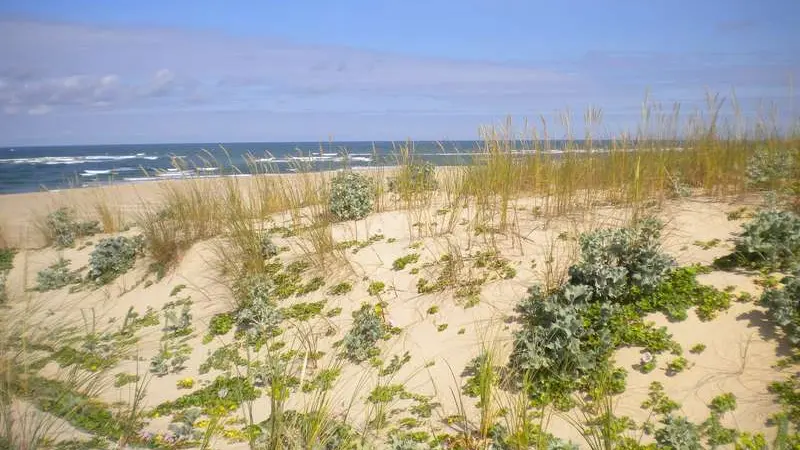 Paysage de la dune littorale