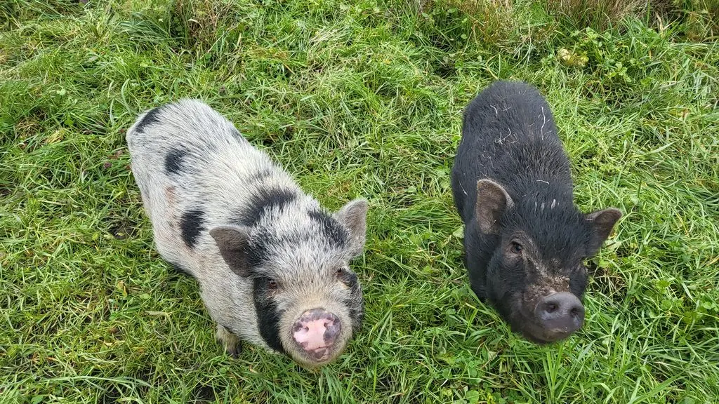 PetitFermier_Cochons - Ferme à Roulettes