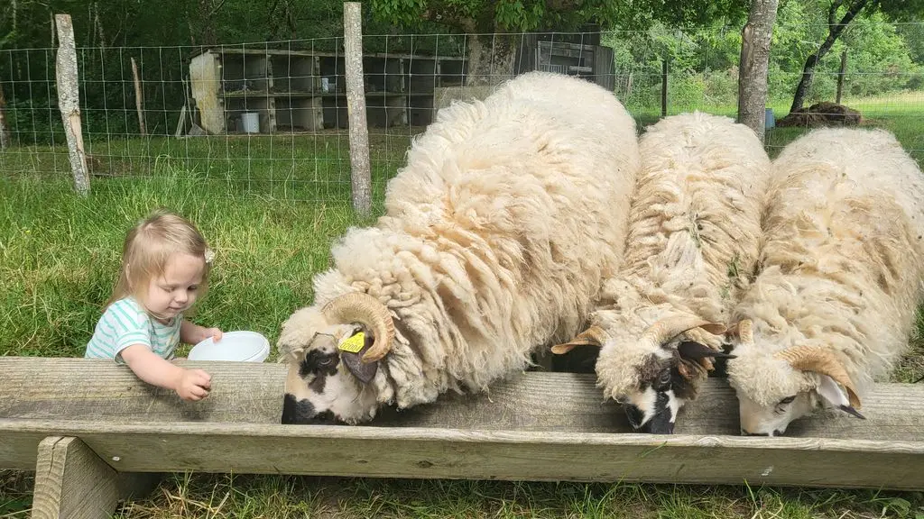 PetitFermier_Moutons - ferme à Roulettes