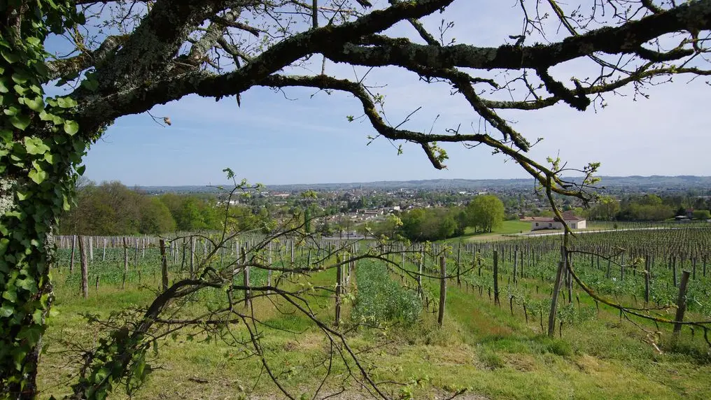 ROSETTE_CHATEAU DU ROOY (10)