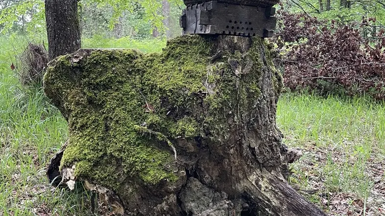 Site-Charbonnière-St-Géraud-ruche-vallee-isle-perigord