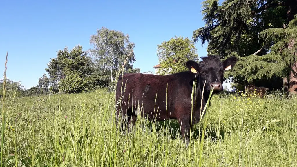 Vache - Ferme à Roulettes