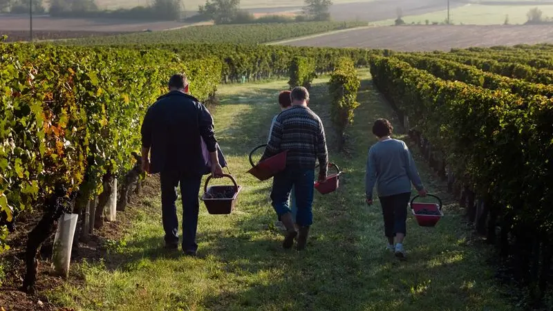 Vignerons de Sigoulès Vendangeurs