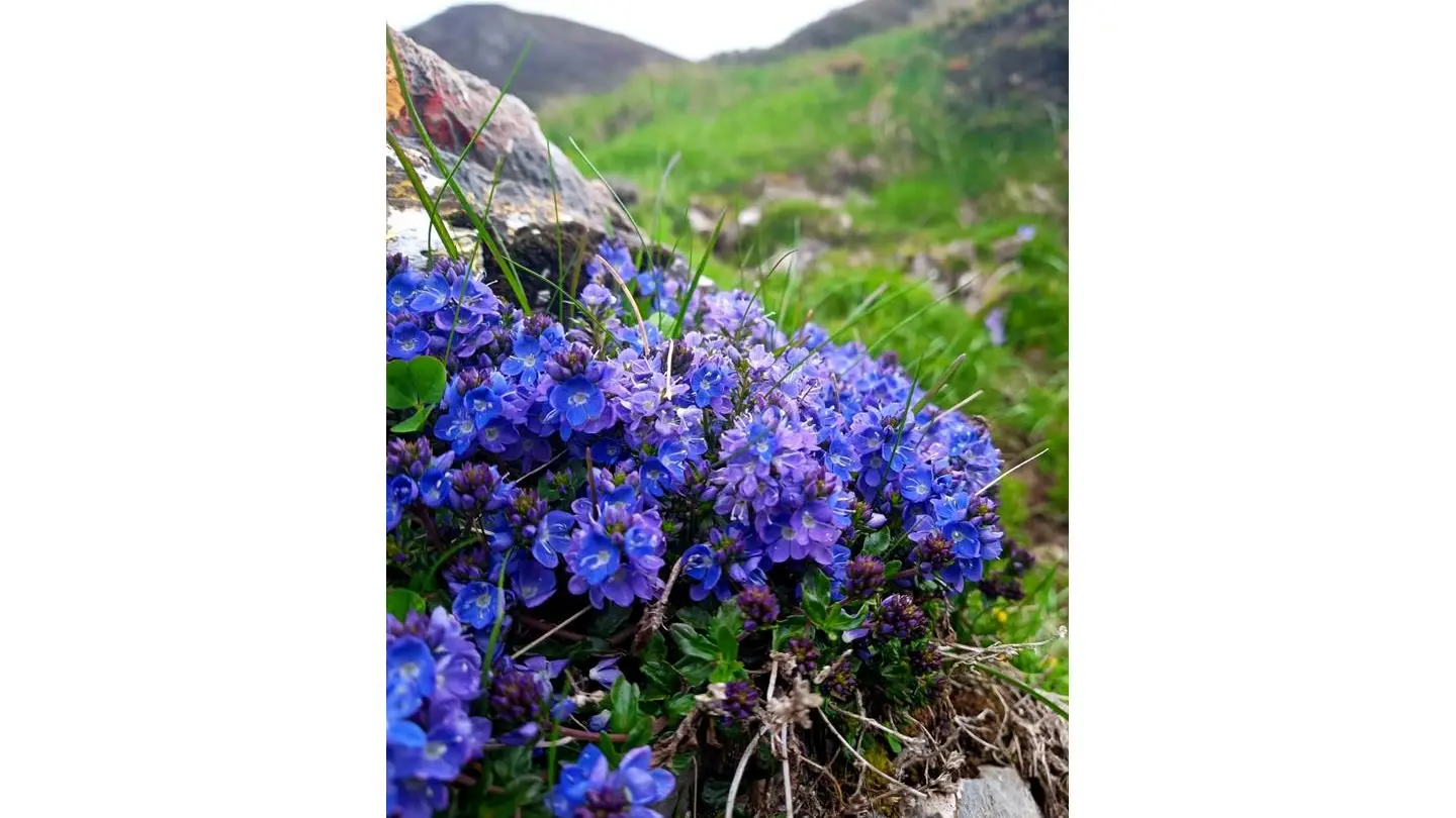 alter rando fleurs