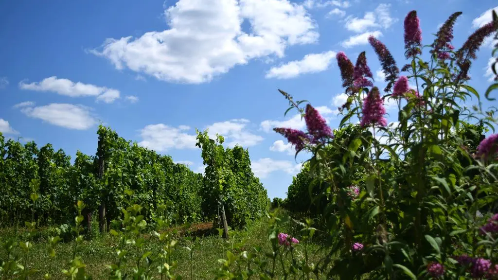 autour_monbazillac-chateau_cluzeau (38)-2