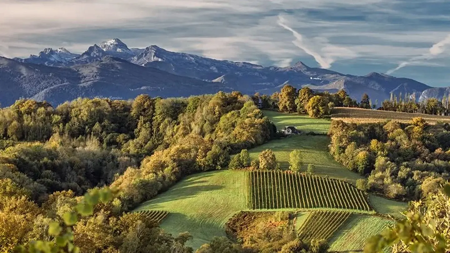 Domaine bazaillacq - Saint Faust - les vignes