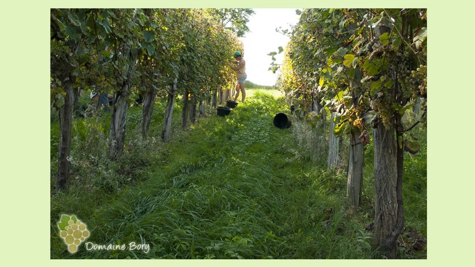 Domaine Bory - Aubertin - dans la vigne