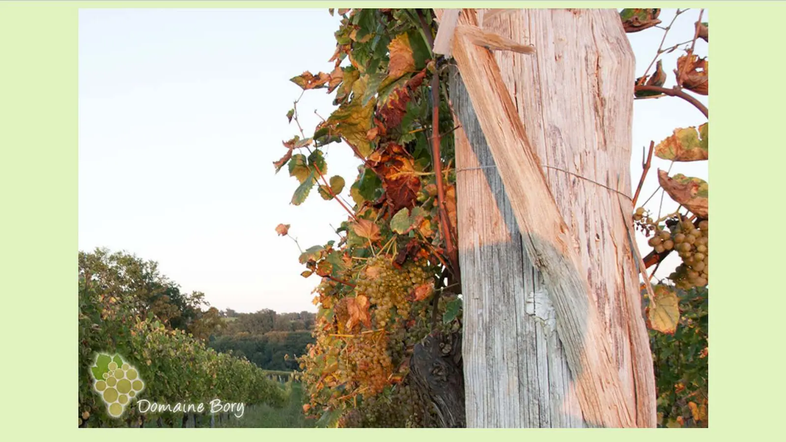 Domaine Bory - Aubertin - le raisin