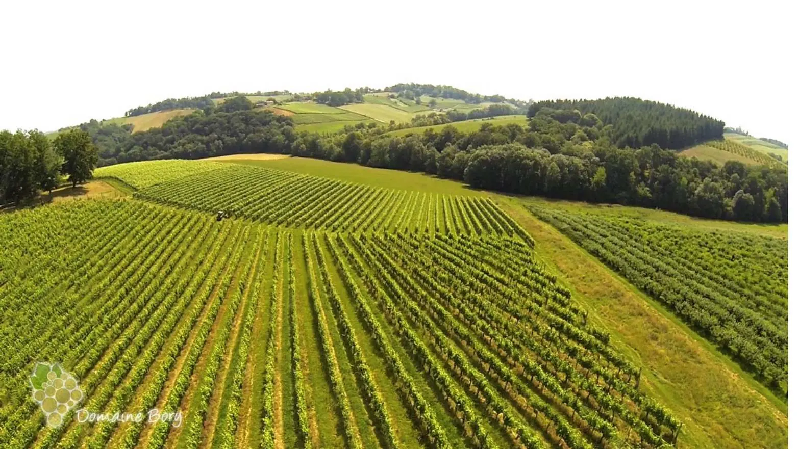 Domaine Bory - Aubertin - les vignes