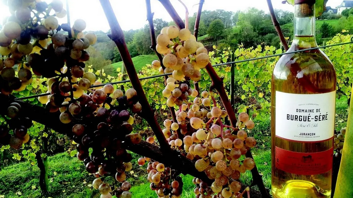 Domaine Burgué Séré - St Faust - dans les vignes