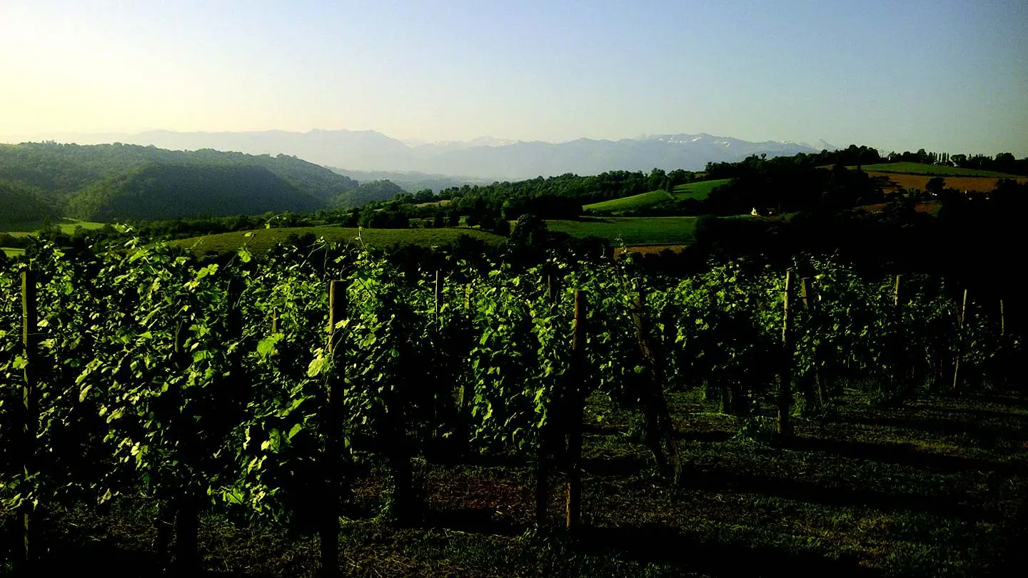 Domaine Burgué Séré - St Faust - la vigne