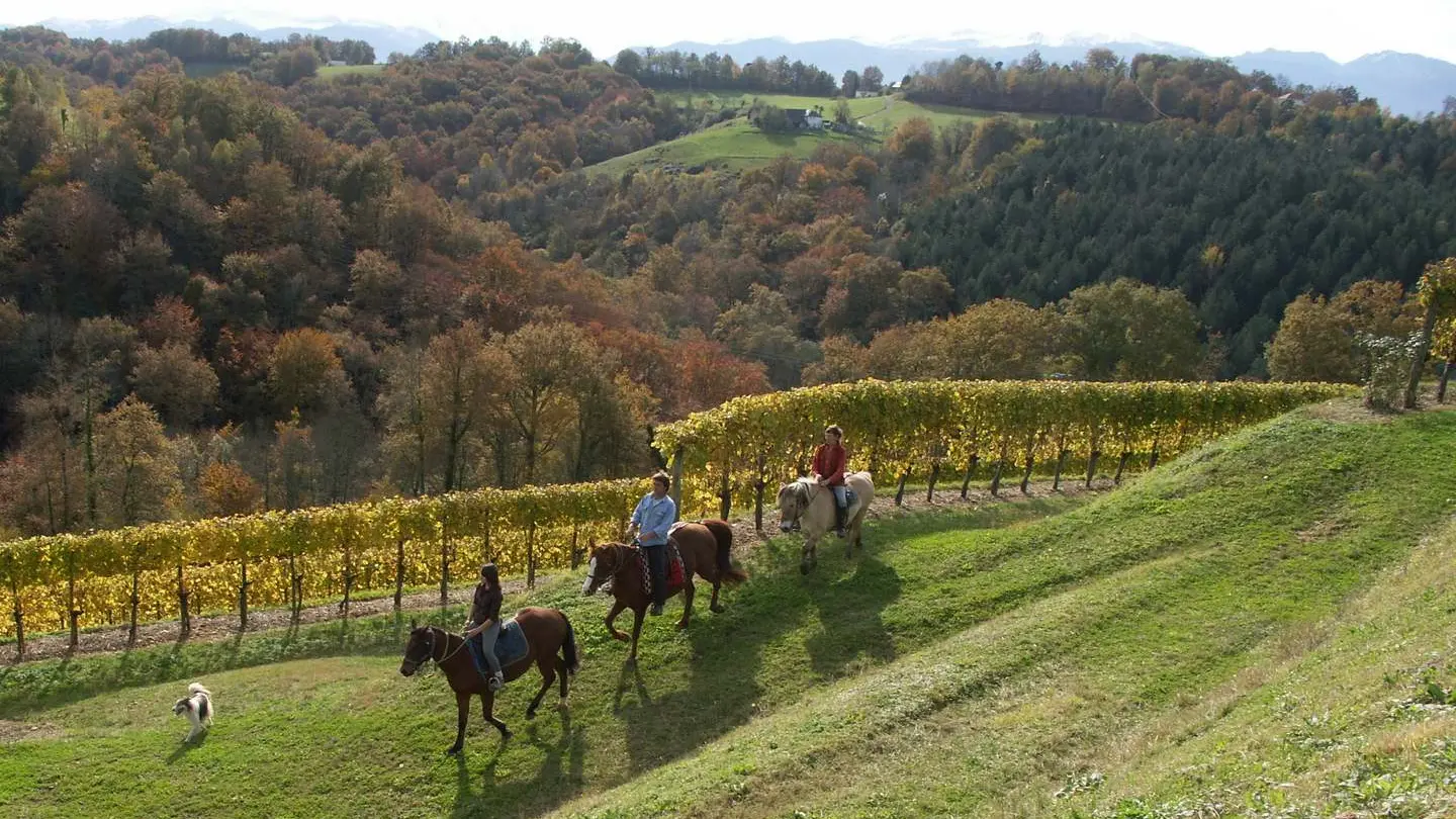 La Cabaline - Aubertin - dans les vignes