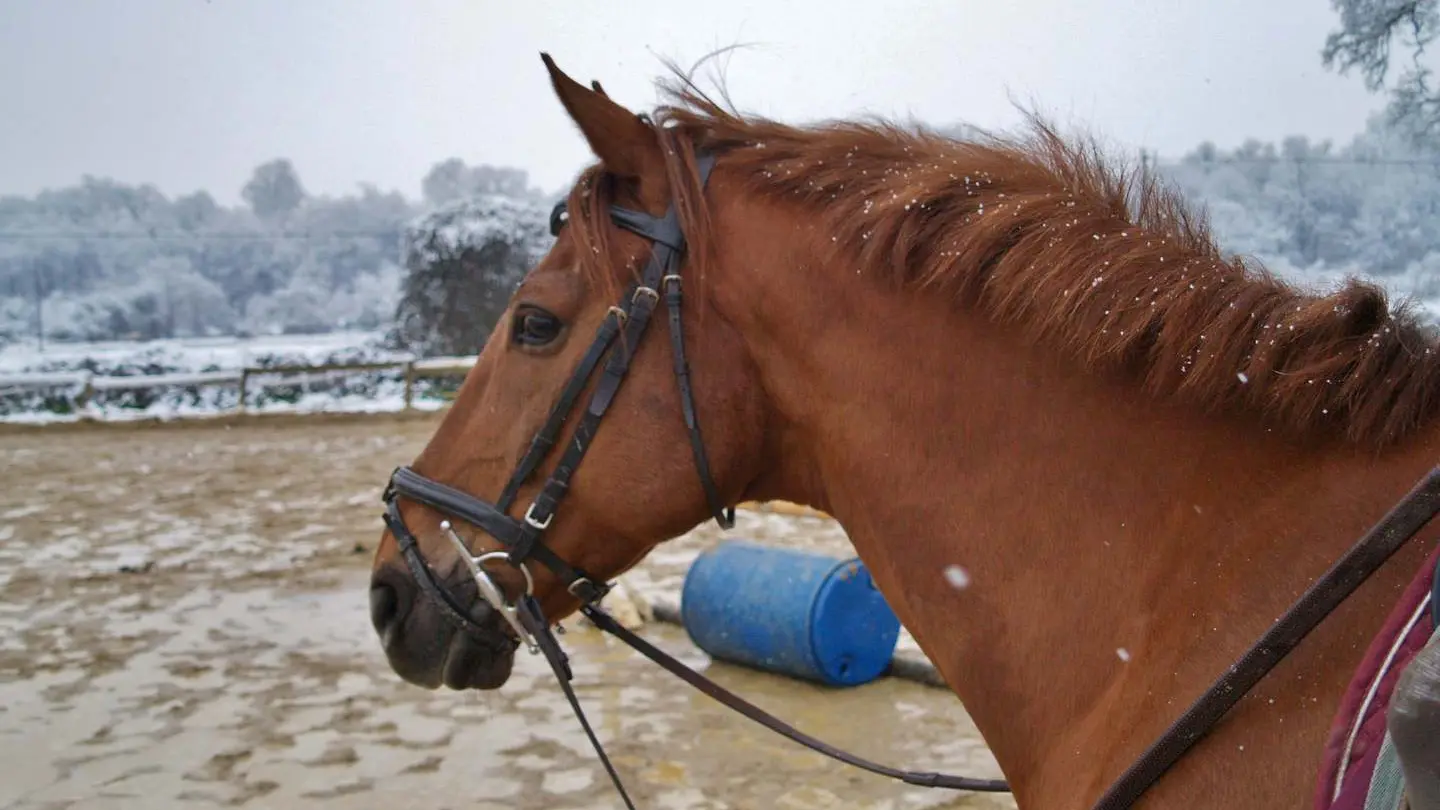 Club Hippique - Lescar - sous la neige