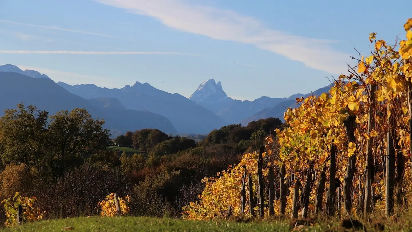 Château Jolys - Gan - la vigne