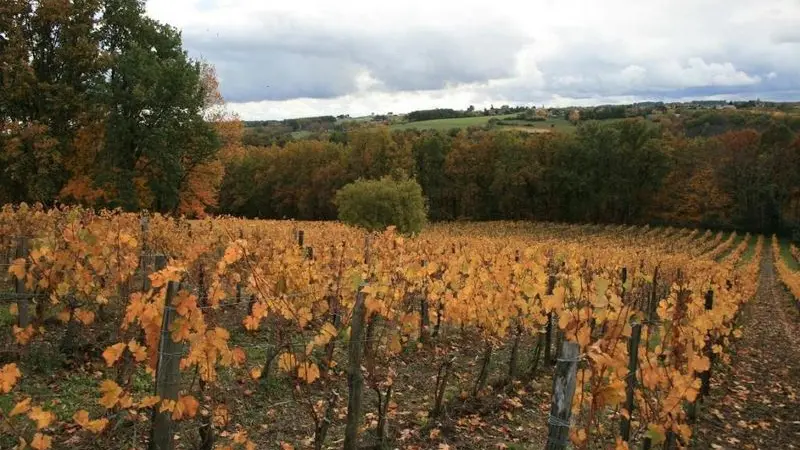 chateau-larchere-vignoble-automne