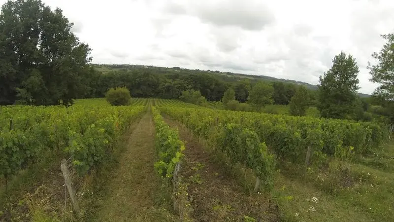 chateau-larchere-vignoble-ete