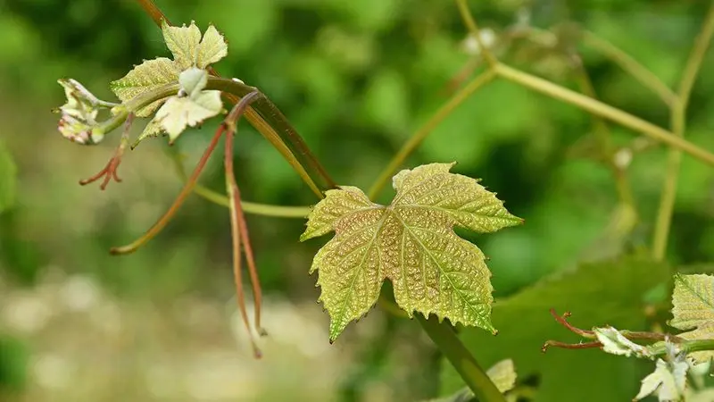 chateau-les-gerales  (9)