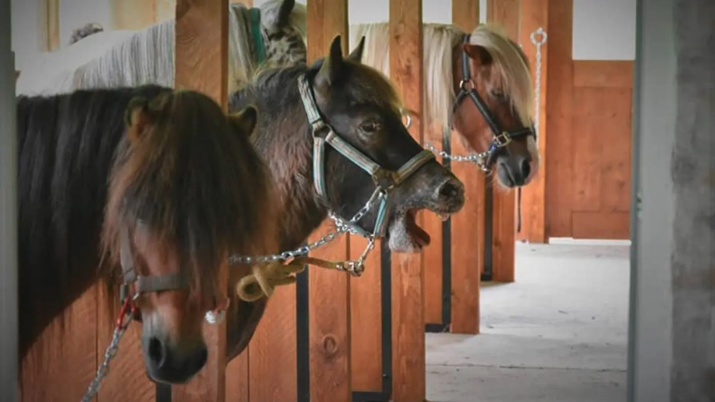 Les P'tits cavaliers - Aubertin - les poneys 3