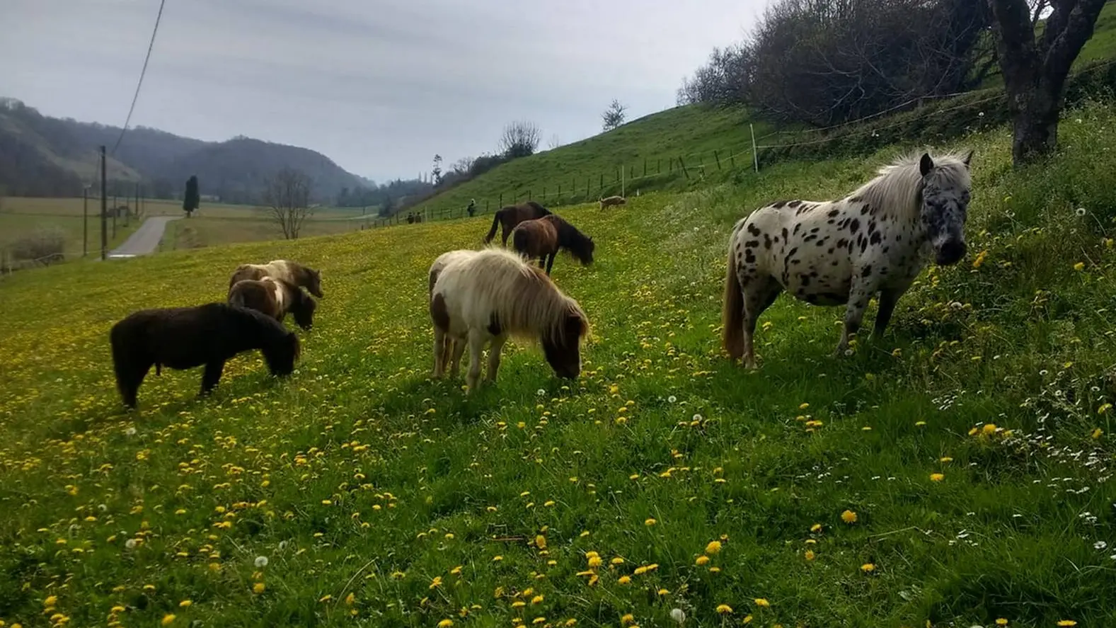 Les P'tits cavaliers - Aubertin -  les poneys 2