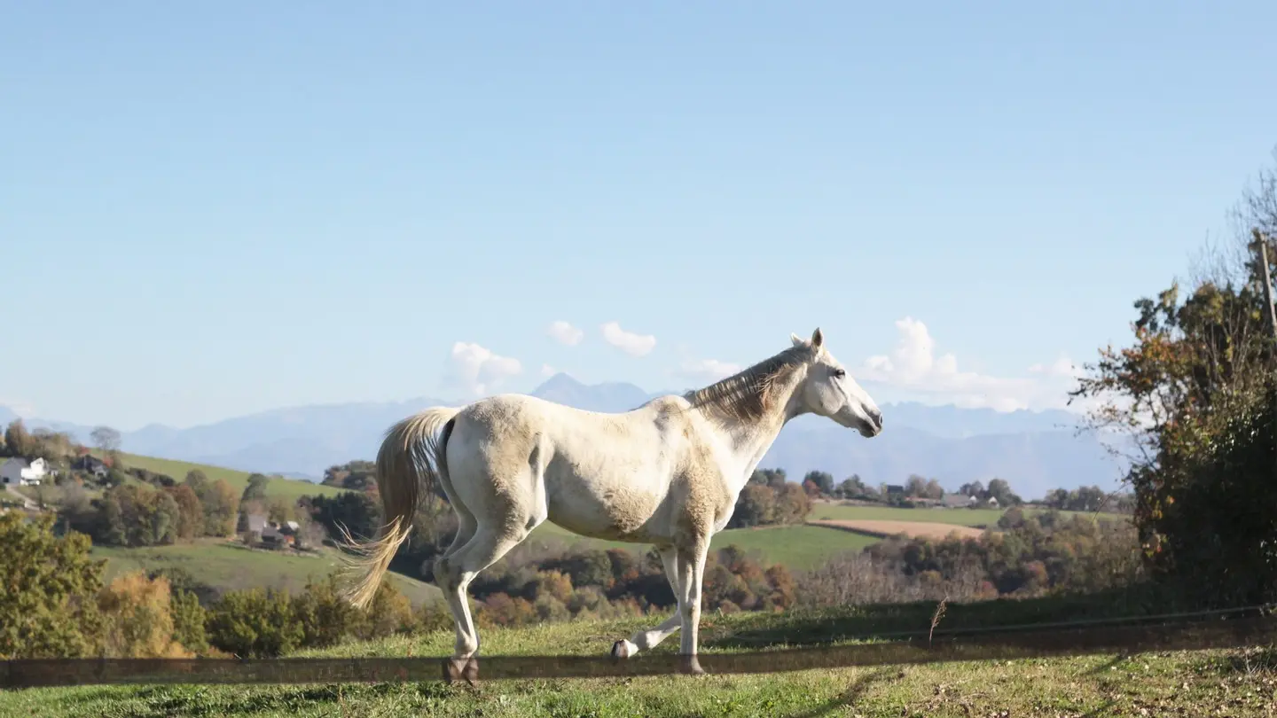 Chez Juliette - Rontignon - le cheval dans le jardin