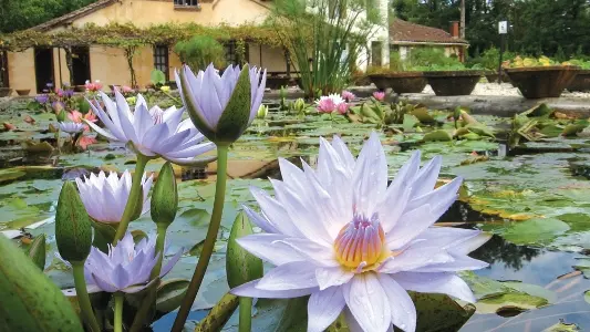 cclt_res_lemarliacea_tropicaux