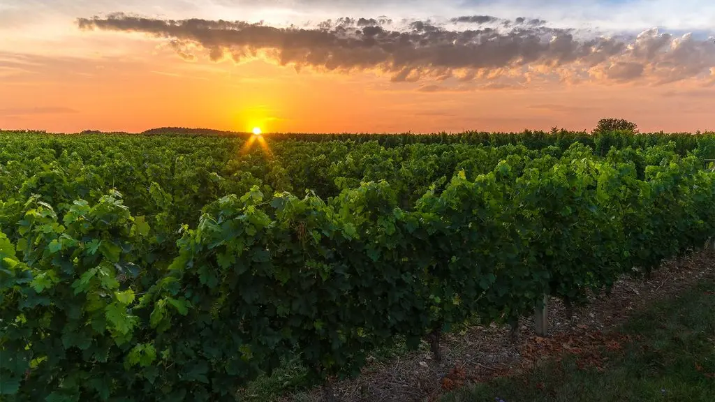 coucher du soleil sur les vignes