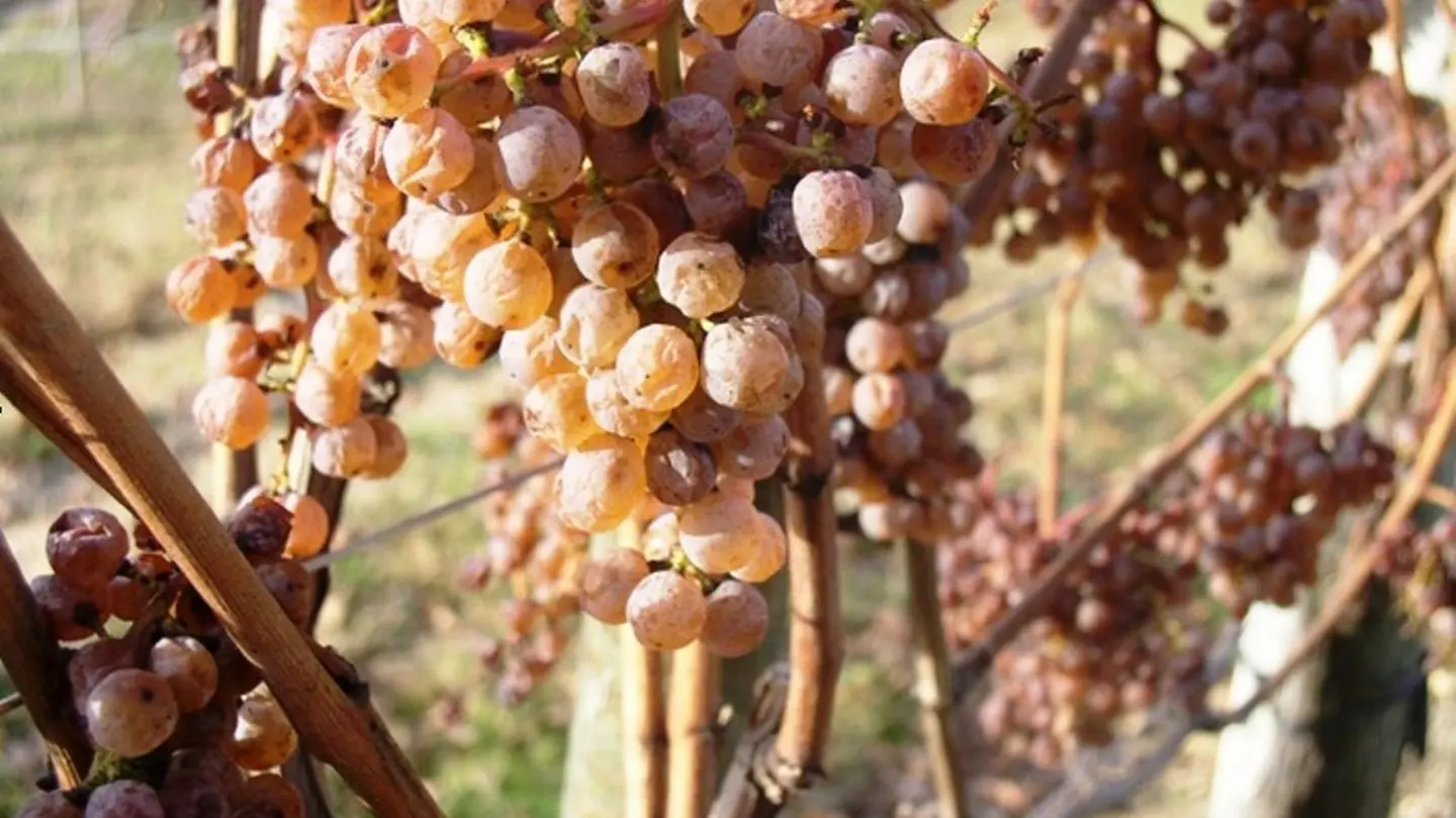 Cru Lamouroux - Chappelle de Rousse - la vigne