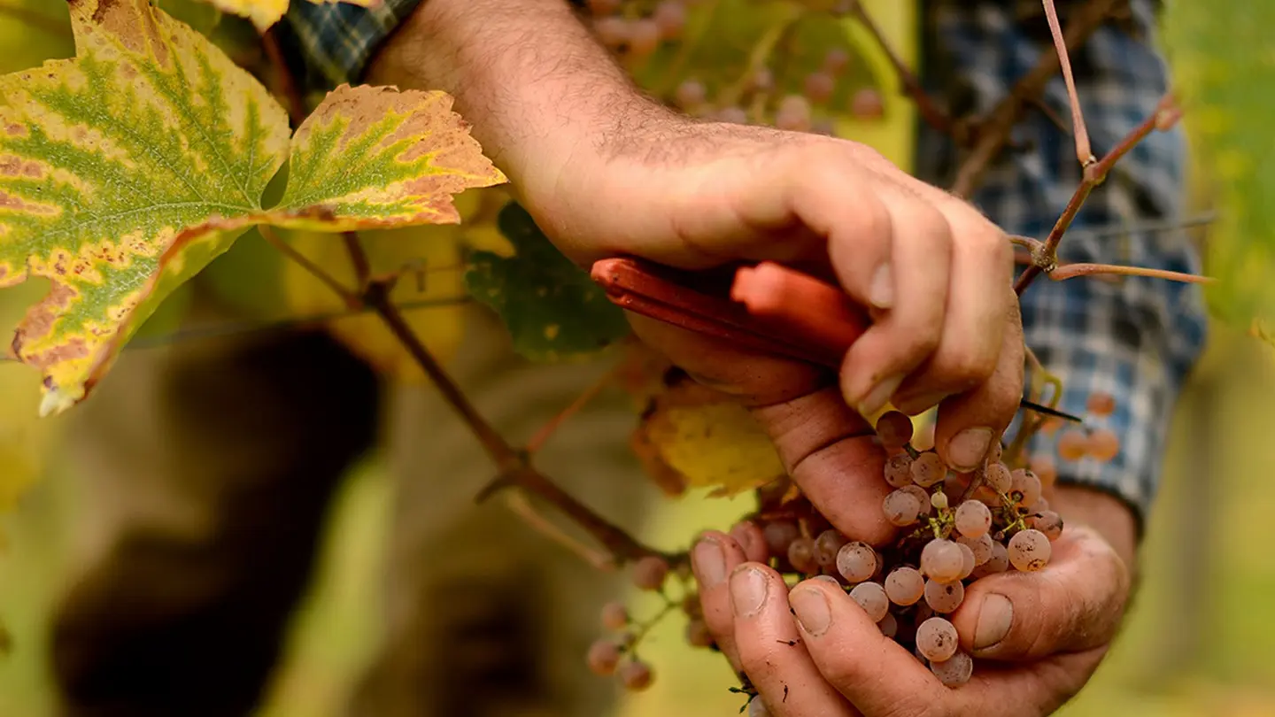 Domaine Latapy - Gan - dans les vignes