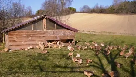 ferme bio de nicoy poulailler