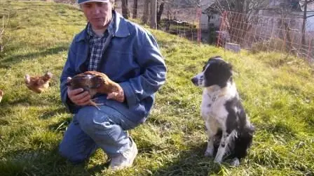 ferme bio de nicoy poulets