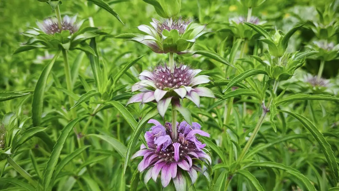 ferme-du-séchoir-monarde-beleymas-tourisme-vallée-isle