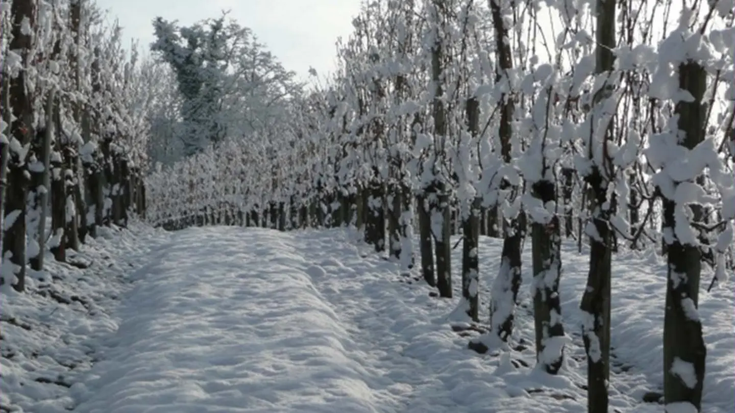 Domaine Haugarot - St Faust - la vigne sous la neige