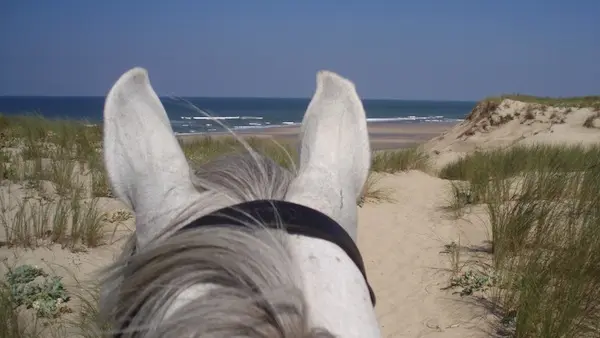 horsediscoveringbeach