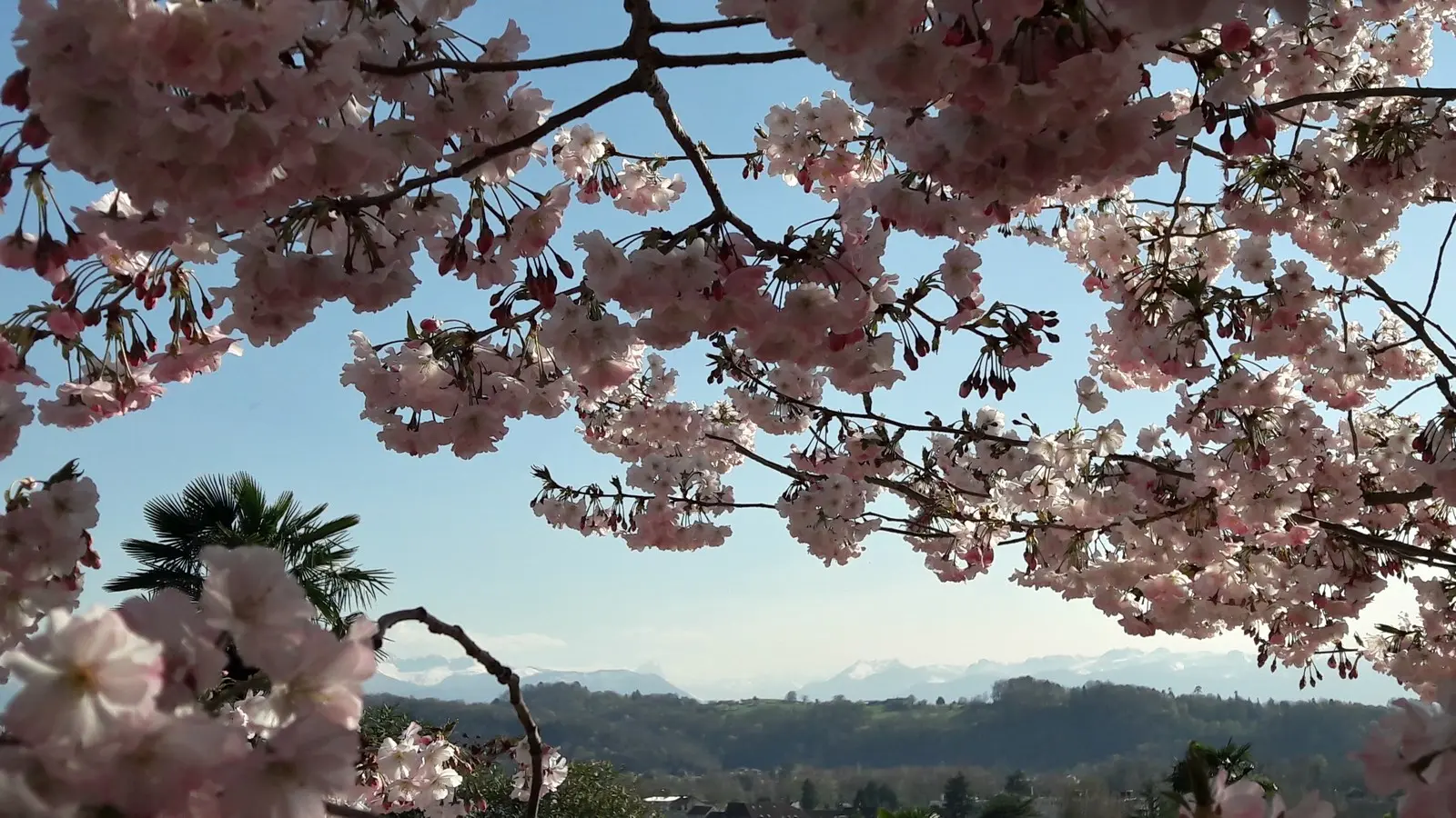 Jardin de Kofu - Pau - Arbres en fleurs