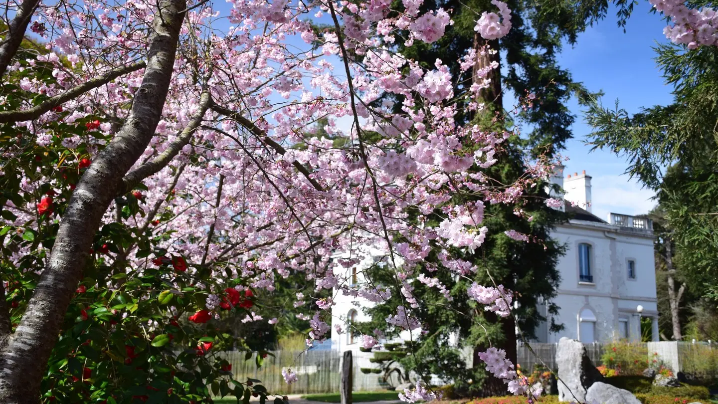 Jardin de Kofu - Pau - Arbres en fleurs