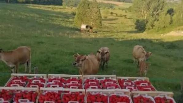 la-ferme-des-parettes-1