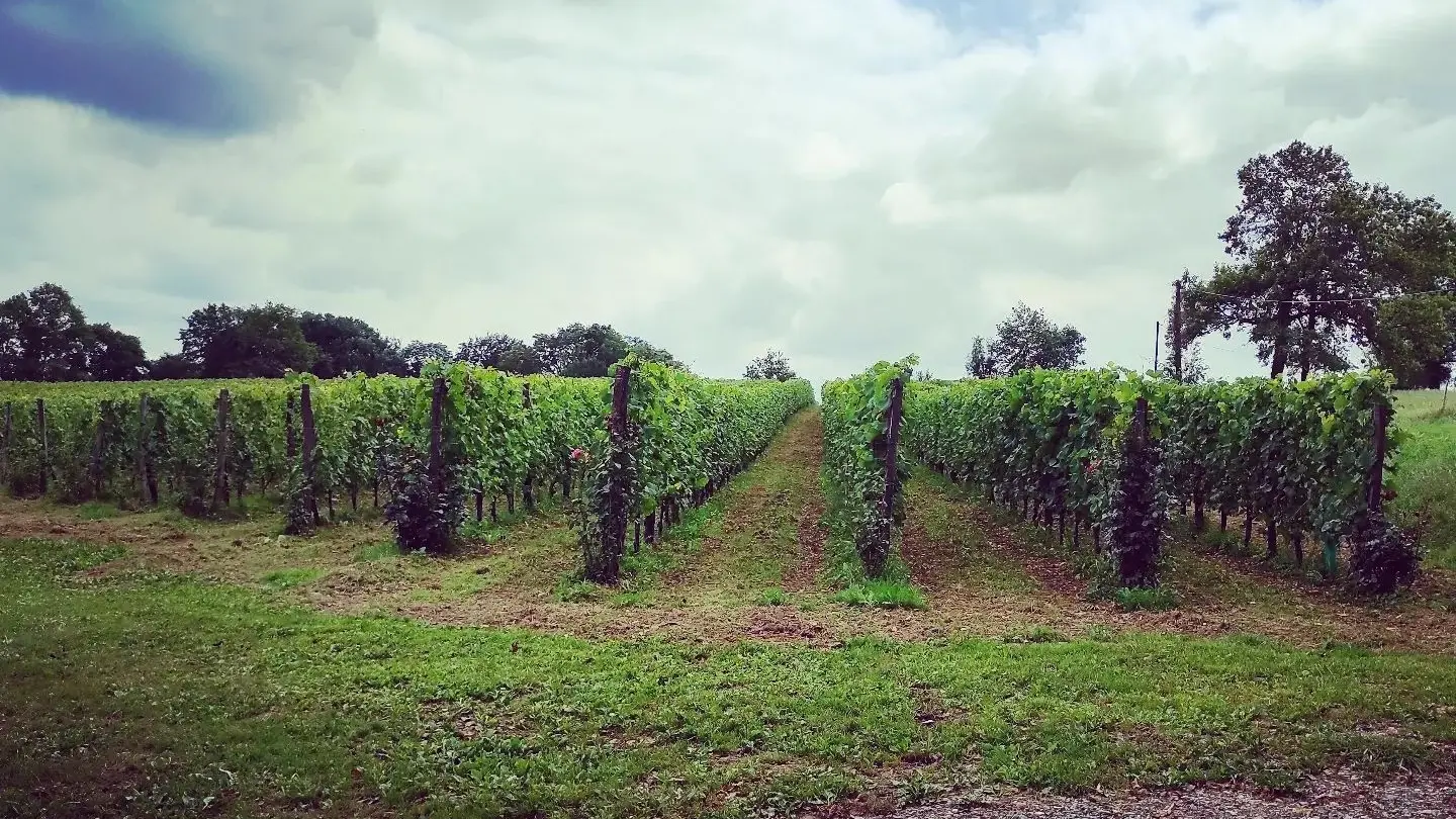 Clos Larrouyat - Gan - les vignes