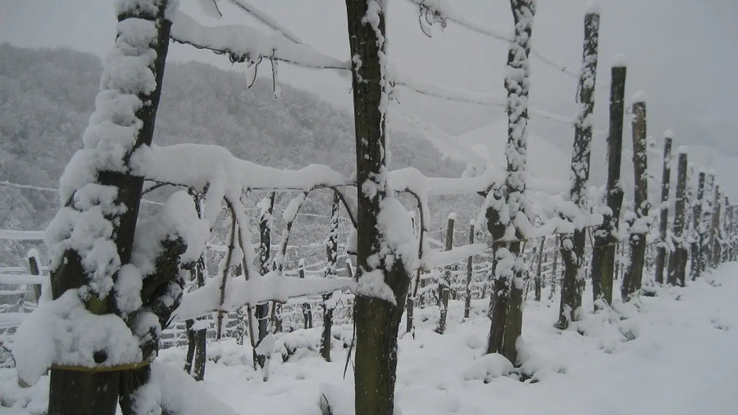 Clos Labrée - Chappelle de Rousse - sous la neige