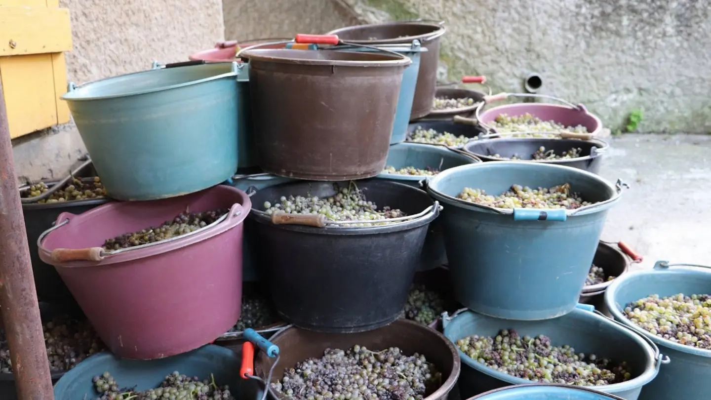 Clos Labrée - Chappelle de Rousse - vendanges