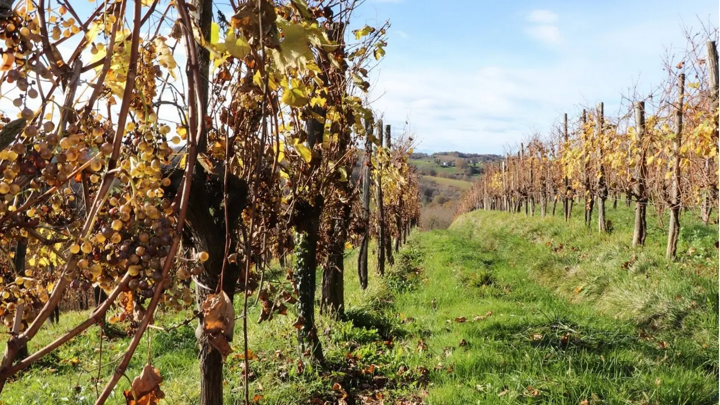 Clos Labrée - Chappelle de Rousse - la vigne