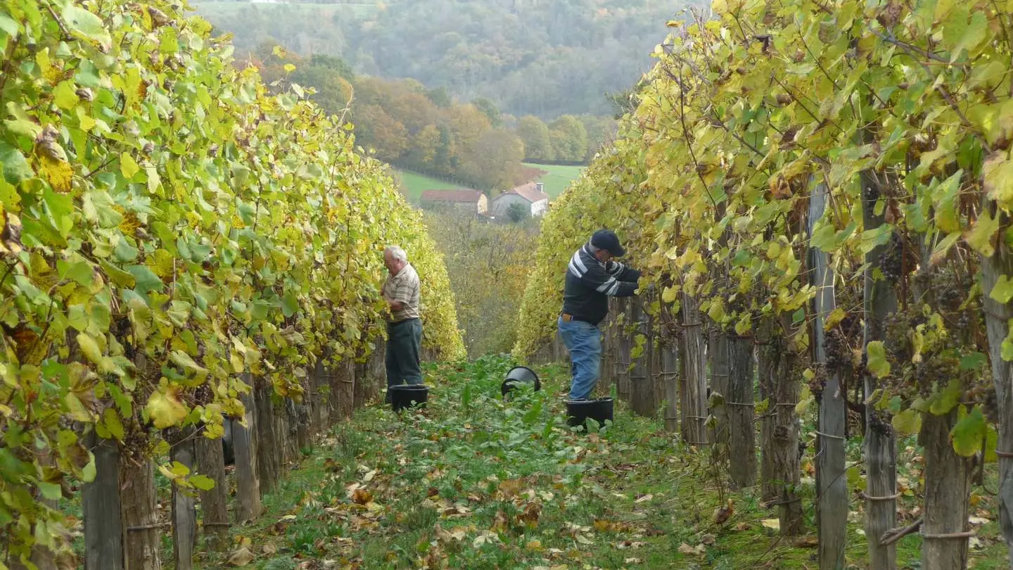 Cru Larose - St Faust - vignes