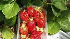 les_gourmandines_1