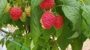 les_gourmandines_3