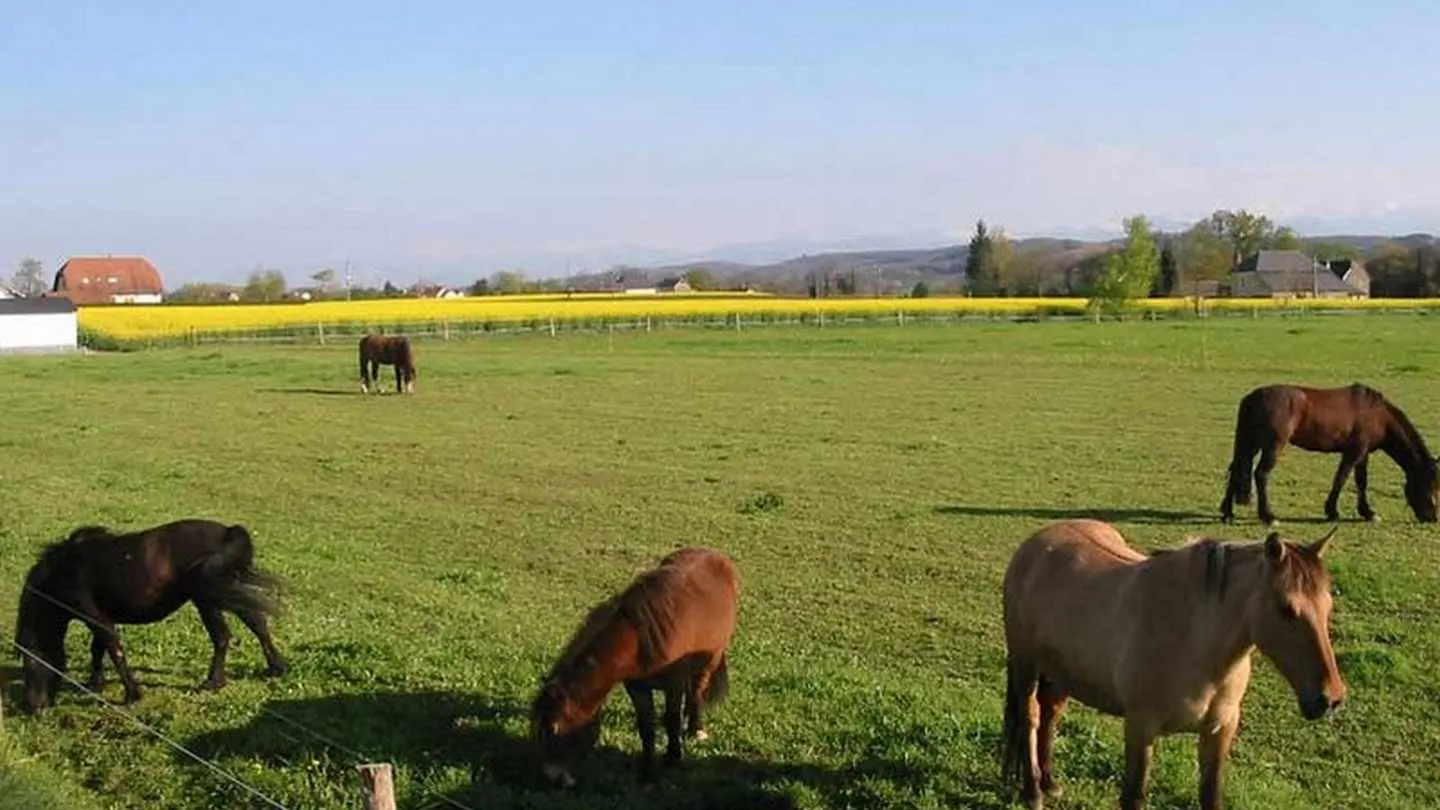 Lo Casau - Artigueloutan - Pré chevaux