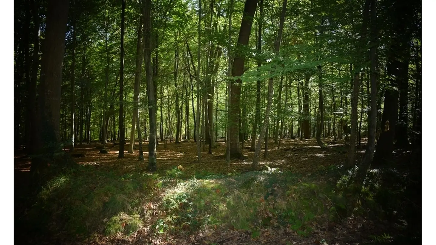 Forêt domaniale de Bastard - Pau - Sous-bois